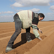 Le producteur s’assure que les plants de Ratte du Touquet soient plantés suffisamment profonds