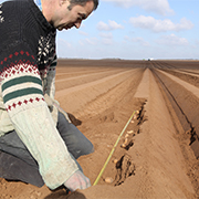 Le producteur vérifie l’écartement entre les plants de Ratte du Touquet