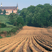 Quelques temps après la plantation, les premières feuilles de Ratte du Touquet font leur apparition