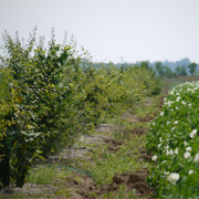 Une haie plantée en bordure de champ