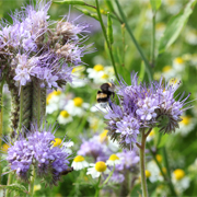 Une abeille dans une jachère de Ratte du Touquet