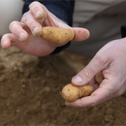 Plantation de Ratte du Touquet en avril