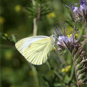 Papillon butinant une fleur de phacélie