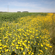 La bordure fleurie de Marc-Antoine, producteur de Ratte du Touquet