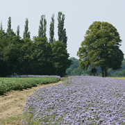 Une jachère fleurie pleine de phacélie